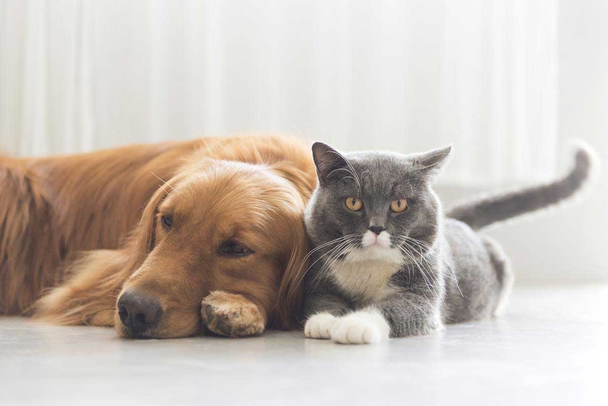 about our veterinary practice  Kansas City, MO